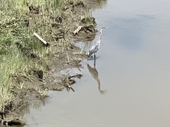 Ardea herodias