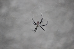 Cyrtophora moluccensis