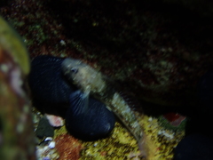 Bathygobius cocosensis