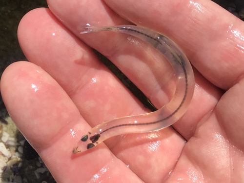 Beaked salmon (Gonorynchus greyi) — Gonorynchidae — 3