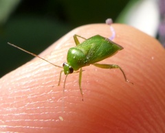 Apolygus spinolae