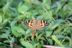 Vanessa cardui