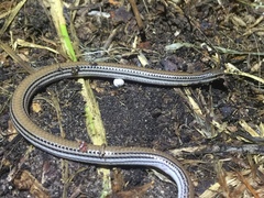 Aprasia striolata