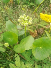 Hydrocotyle bonariensis