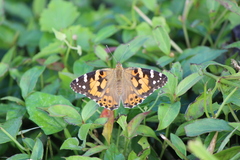 Vanessa cardui