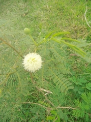 Leucaena leucocephala
