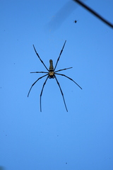 Nephila pilipes