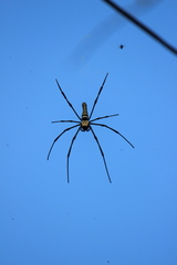 Nephila pilipes
