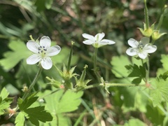 Geranium wislizeni