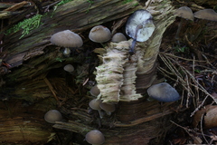 Hydropus fuliginarius