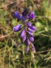 Polygala wolfgangiana
