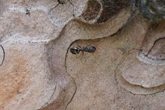 Dolichoderus sibiricus