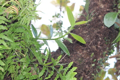 Dendrobium crumenatum