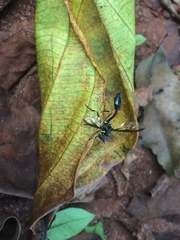 Salpingogaster nigra