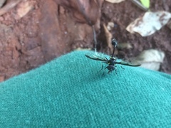 Salpingogaster nigra