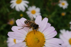 Eristalis cerealis