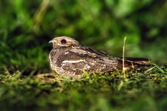 European Nightjar photo 1