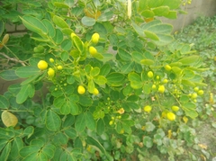 Senna pendula