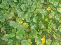 Hydrocotyle bonariensis