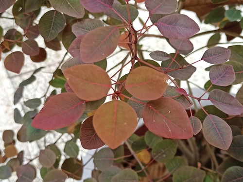 Euphorbia cotinifolia