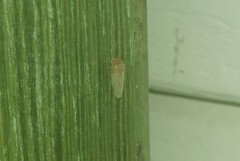 Polana quadrinotata