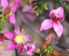 Calytrix oldfieldii