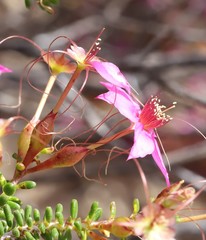 Calytrix oldfieldii