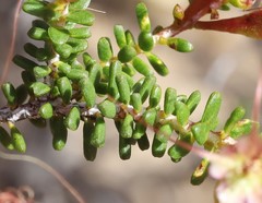 Calytrix oldfieldii
