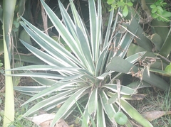 Agave angustifolia