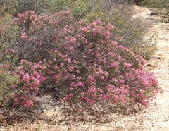 Calytrix oldfieldii