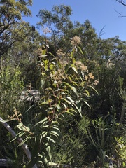 Astrotricha floccosa