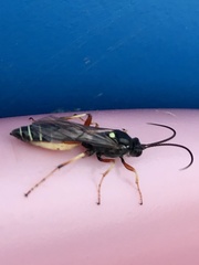 Ctenichneumon panzeri