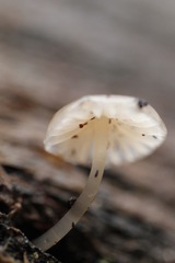 Mycena carmeliana