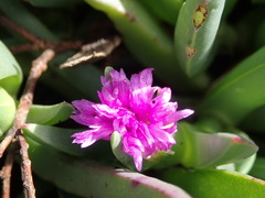 Carpobrotus modestus