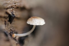 Mycena carmeliana