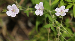 Geranium flanaganii