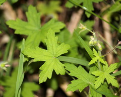 Geranium flanaganii