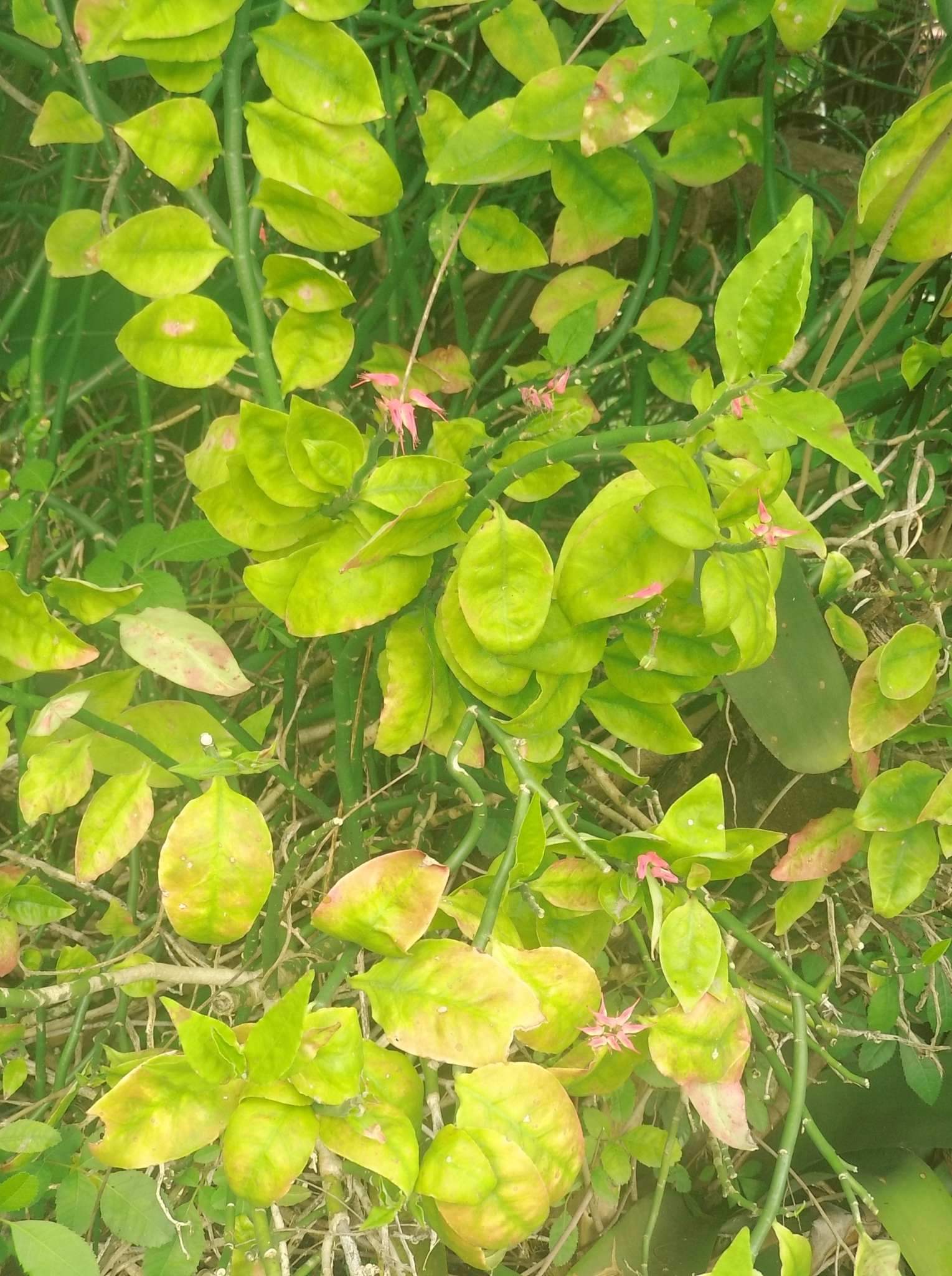 Euphorbia tithymaloides