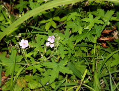 Geranium flanaganii
