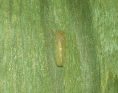 Polana quadrinotata