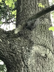 Thaumetopoea processionea