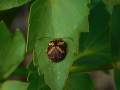 Paropsis aspera