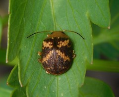Paropsis aspera