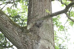 Thaumetopoea processionea