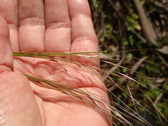 Austrostipa scabra
