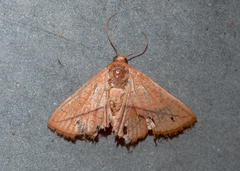 Striglina