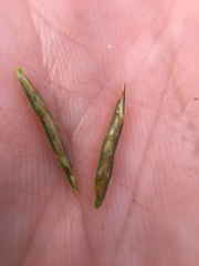 Cyperus lancastriensis