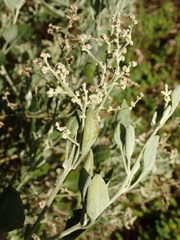 Chenopodium parabolicum