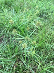 Cyperus lancastriensis