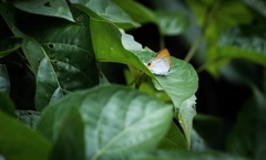 Hypolycaena thecloides